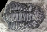 Two Eldredgeops Trilobite Fossils - New York #138809-8